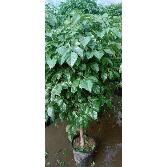 Ngũ Gia Bì Lớn