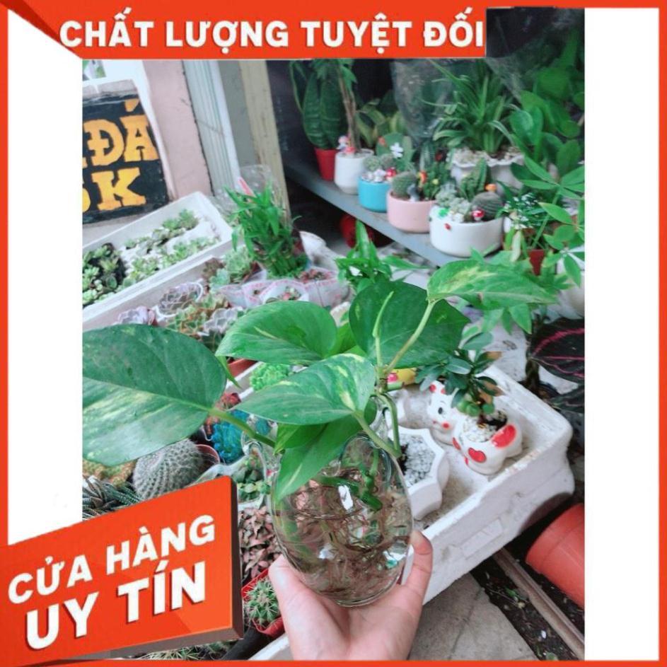 Chậu Trầu Bà Thủy Sinh