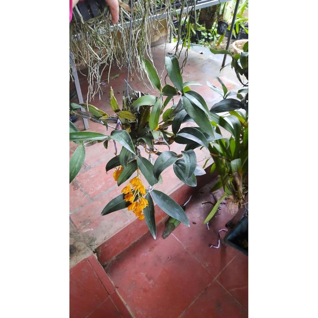 hoa phong lan kiều vàng