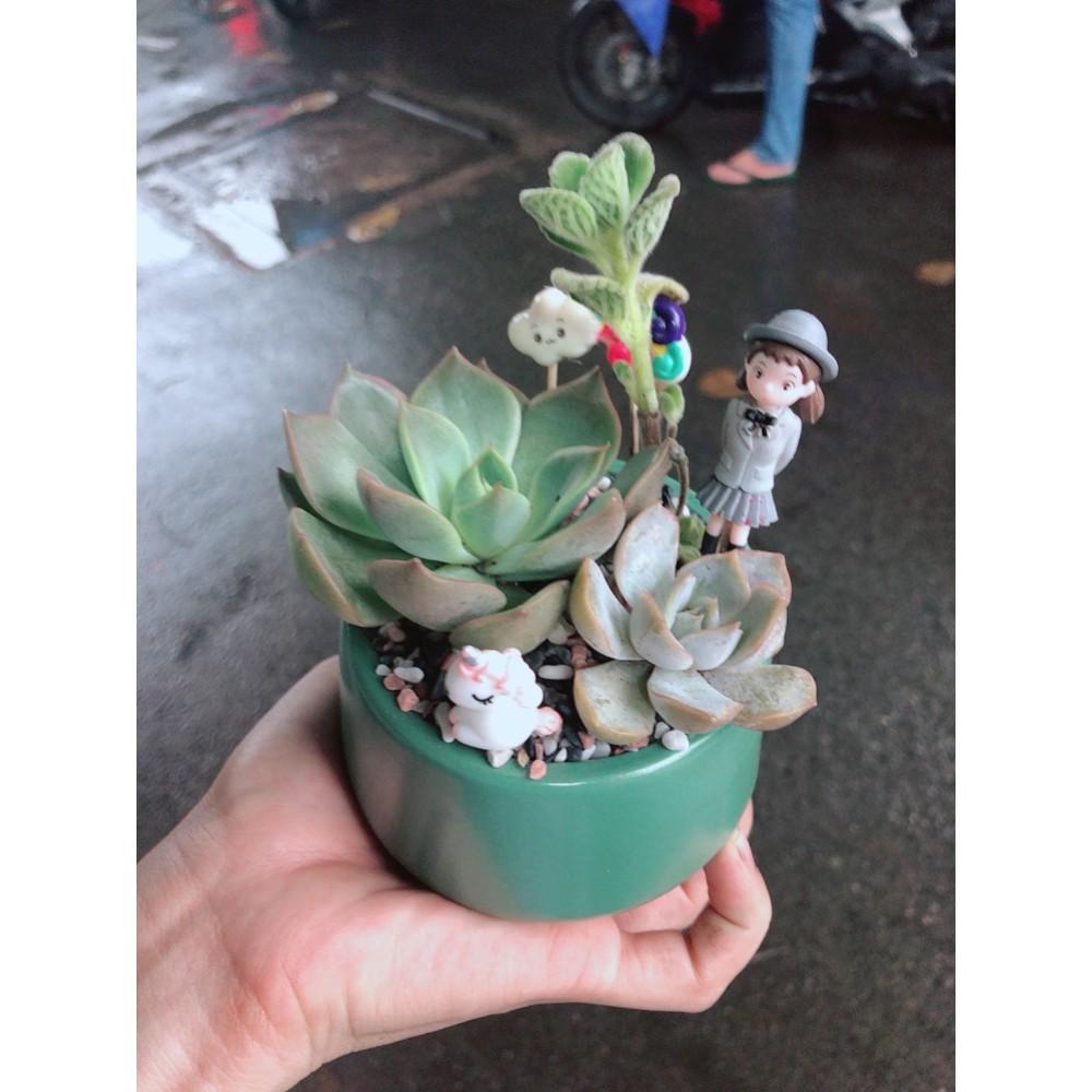 Chậu sen đá tiểu cảnh 3