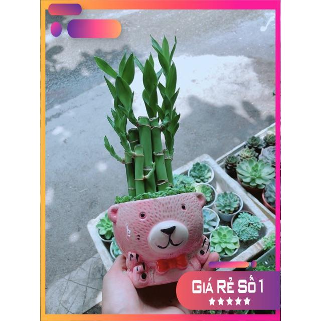 Chậu Trúc Phát Tài Gấu Hồng