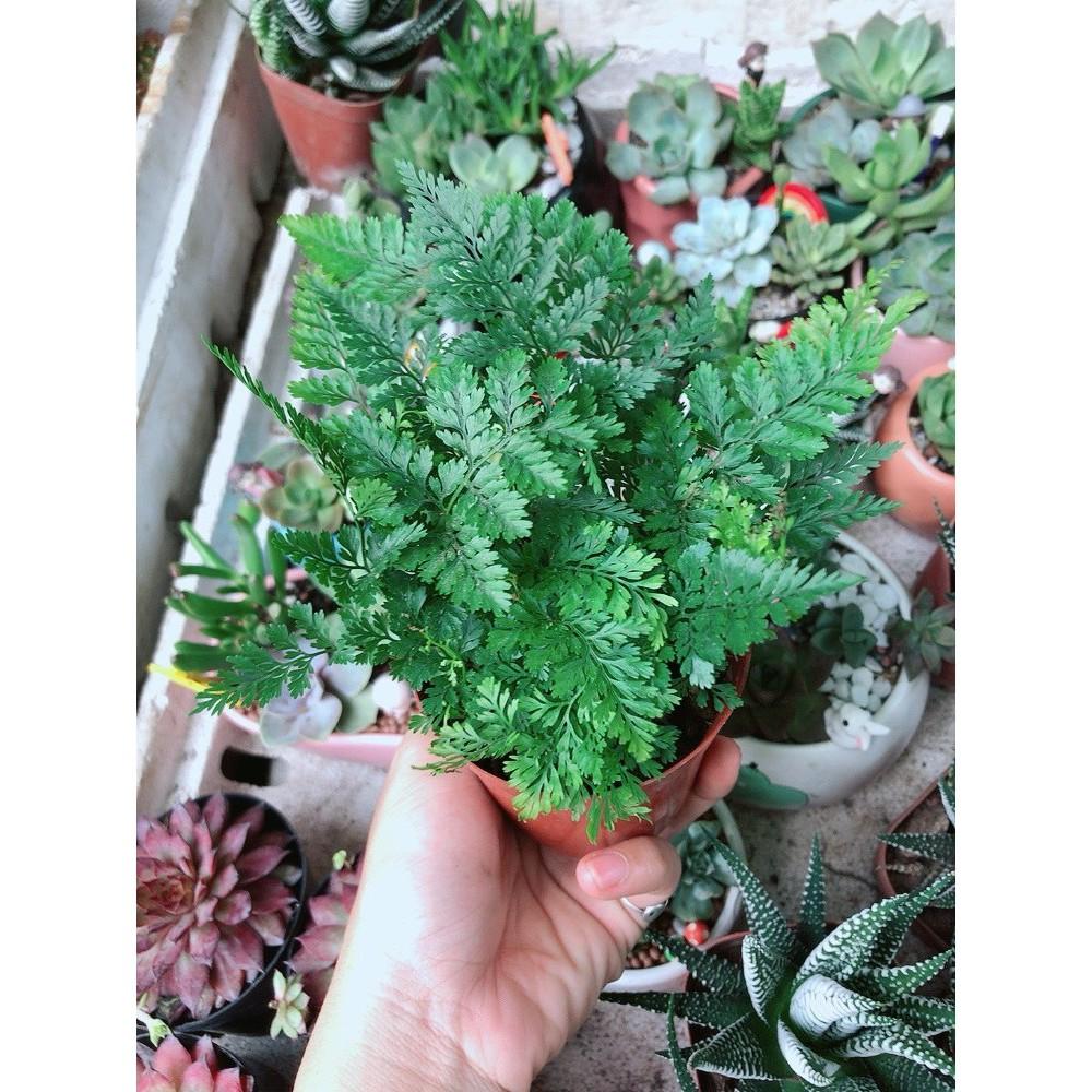 Cây Dương Sỉ Nhật Để Bàn