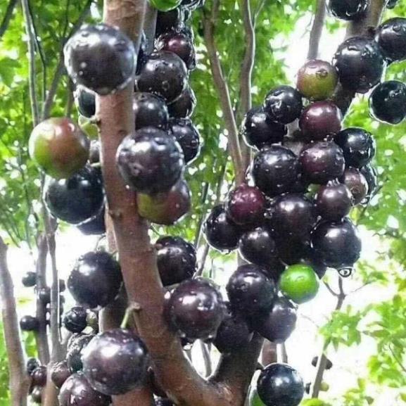 Giống nho thân gỗ