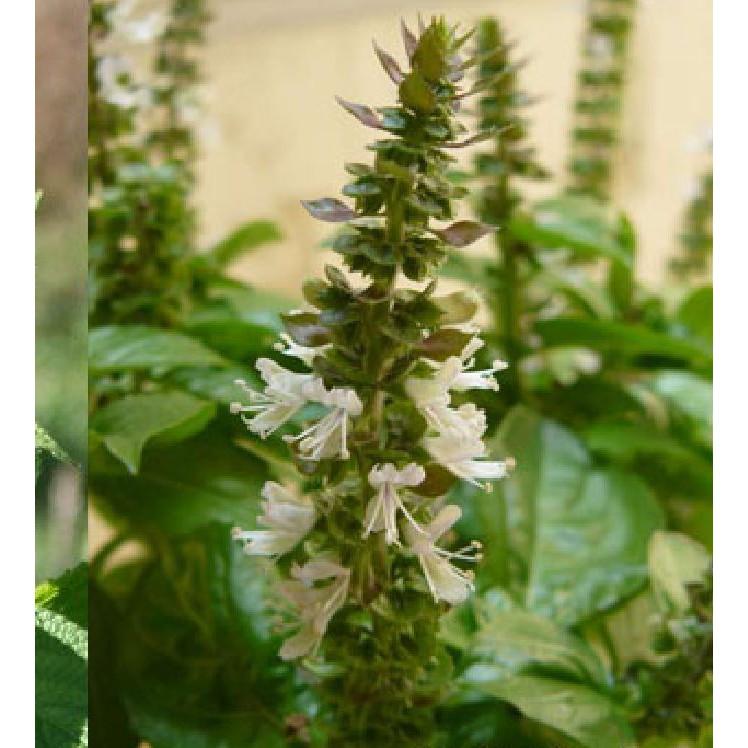 Hạt Giống Hạt Chia - Mỹ  100 hạt/gói