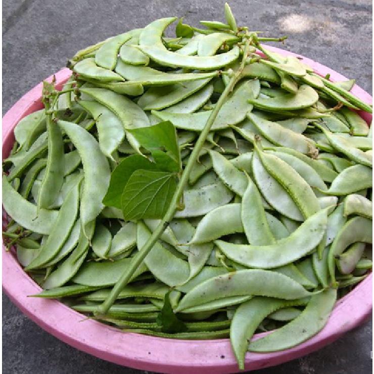 Hạt Giống Đậu Ván Xanh dể trồng f1- gói 5 hạt-tặng kèm gói phân bón lót