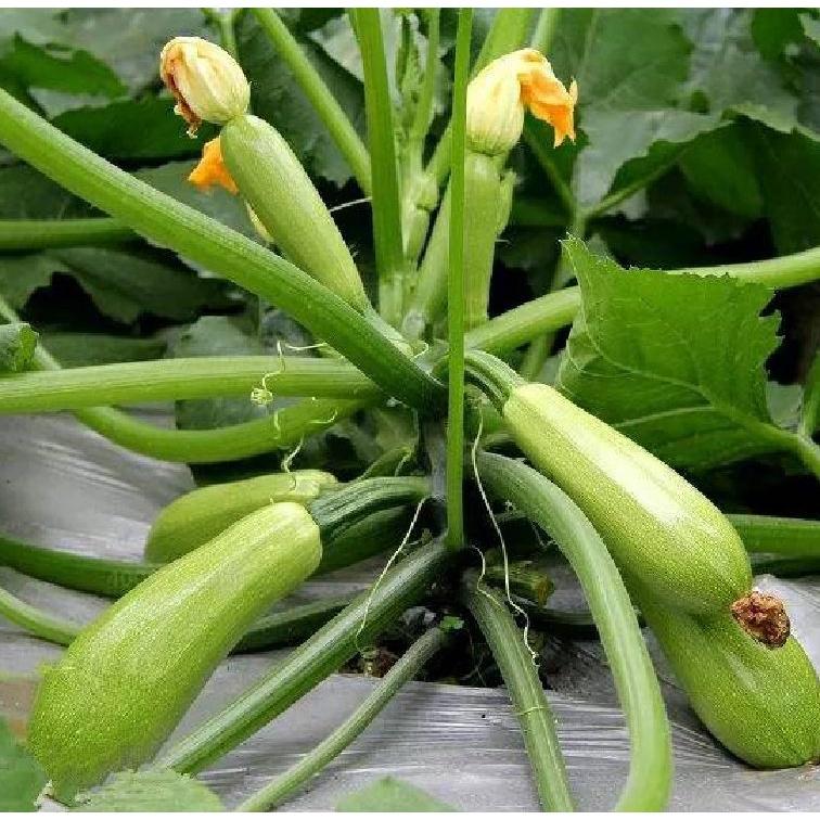 Combo 2 gói Hạt giống bí ngòi xanh quả dài - Gói 10 hạt