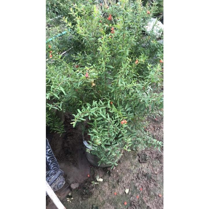 Cây giống lựu đỏ ấn độ cho trái siêu sớm