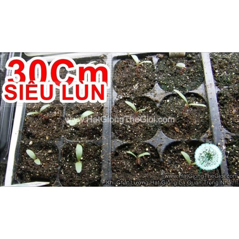 20h Hạt Giống Hoa Cúc Bách Nhật Siêu Lùn Mix