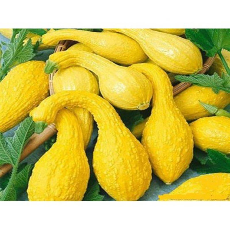 Hạt giống bí thiên nga dễ trồng, sai quả, đóng gói 5 hạt