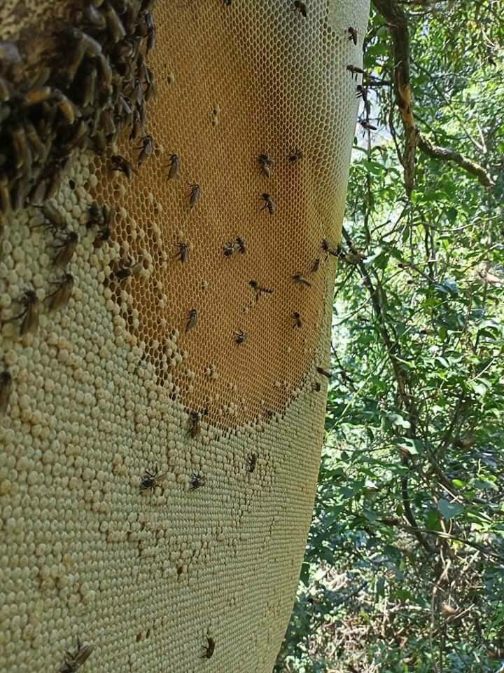 Mật ong rừng đặc sản Kon Tum nguyên chất (1lít))