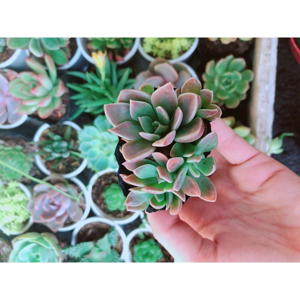 Combo 10 cây sen đá