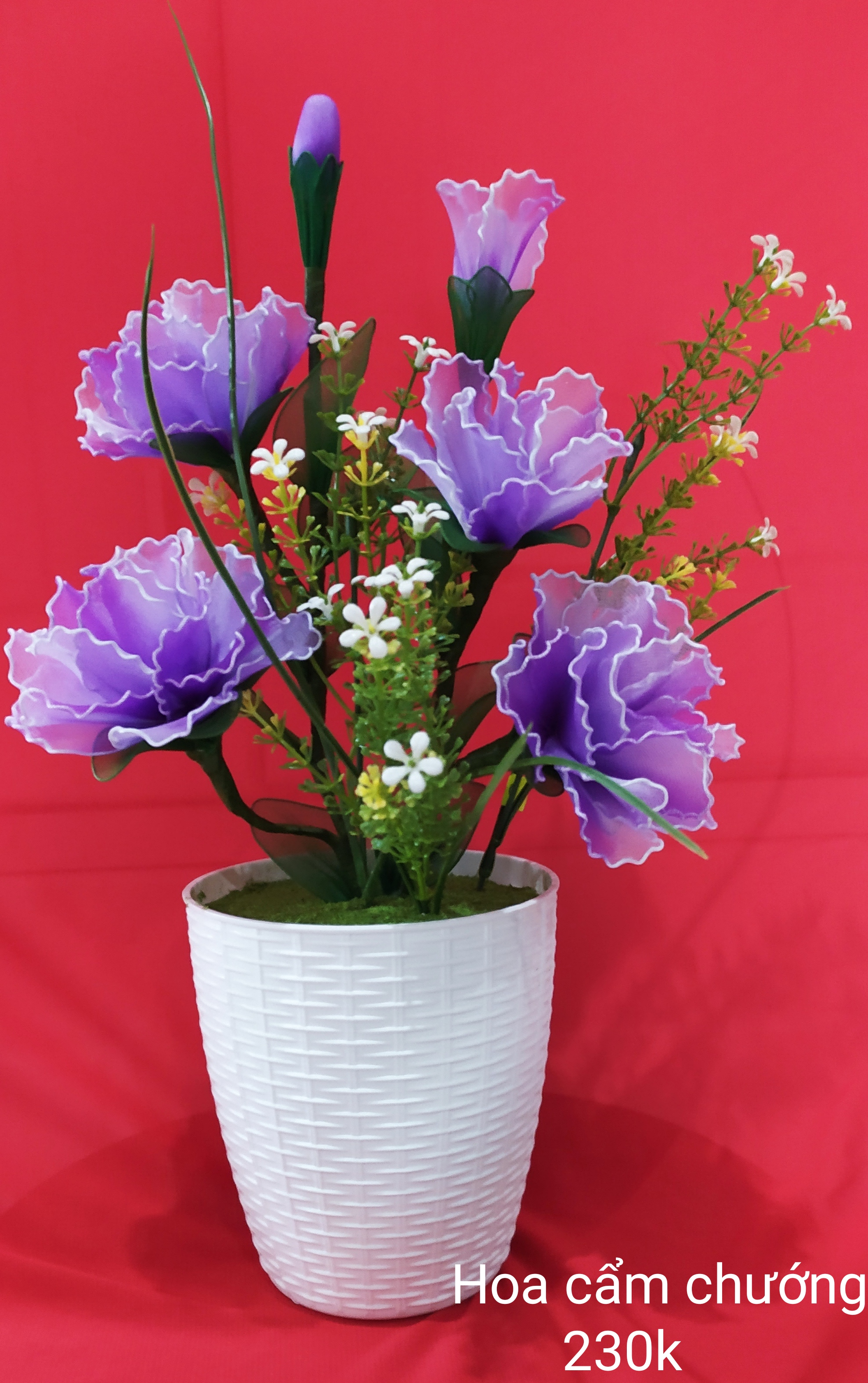 Hoa cẩm chướng