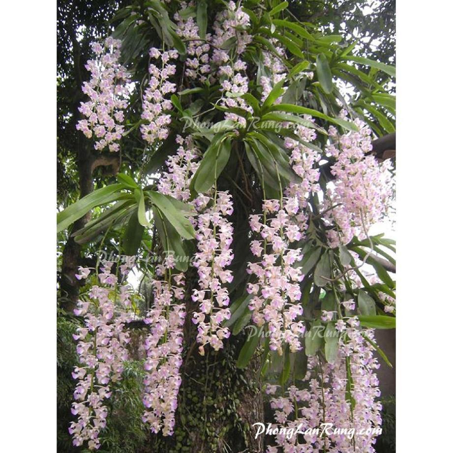Com bo lan giáng hương tam bảo sắc