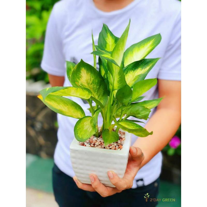 CÂY LAN Ý CẨM THẠCH