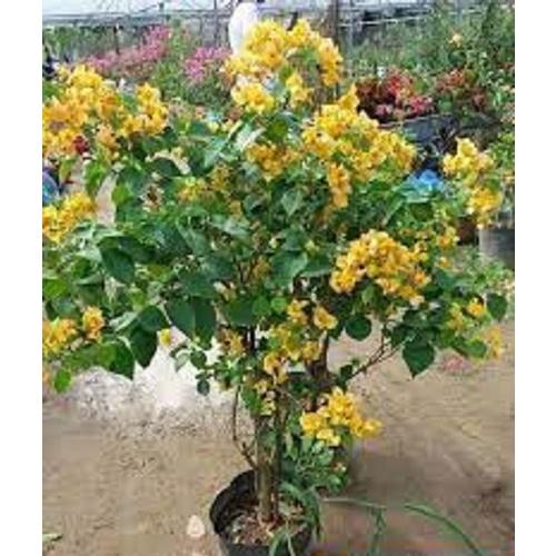 HOA GIẤY 2 màu hoặc 3 màu - cây đang hoa size to