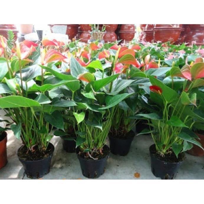 Chậu cây hồng môn MÀU VÀNG, cây phong thủy để bàn cho gia chủ vượng khí , nhiều tài lộc