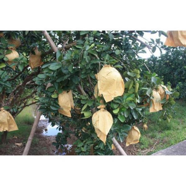 CHẤT LƯỢNG CAO BỌC BƯỞI TÚI GIẤY HÀNG LOẠI 1 SÉT 100 TÚI 30X35 TÚI GIẤY KHÔNG THẤM NƯỚC