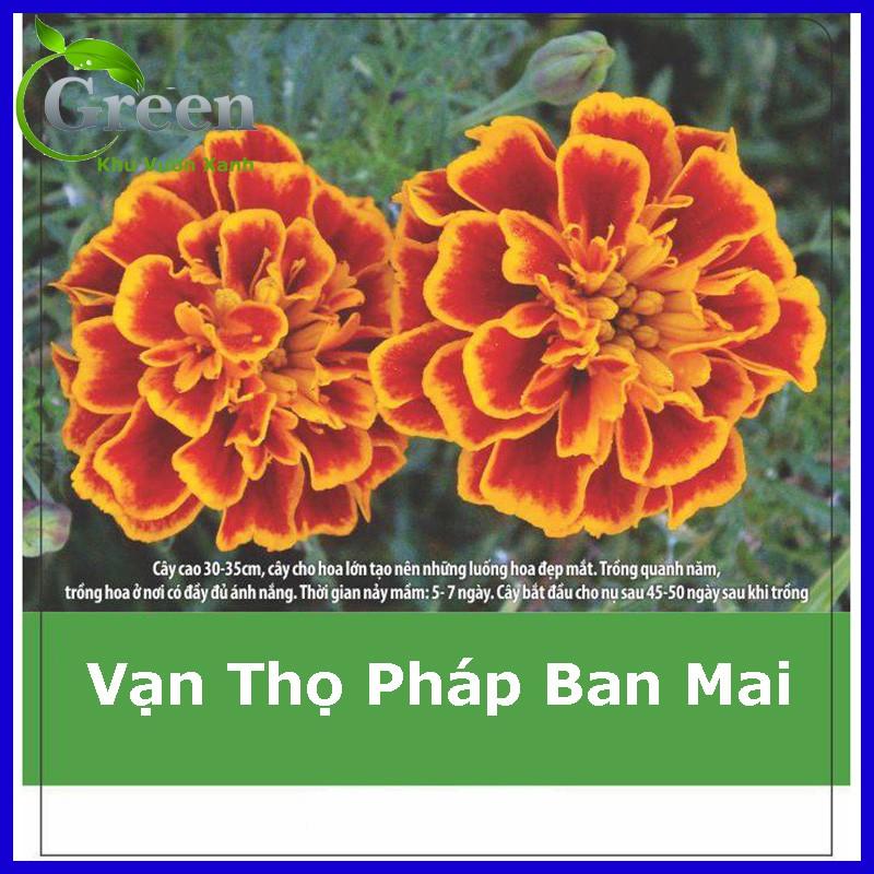 Hạt Giống Hoa Cúc Vạn Thọ Pháp Ban Mai