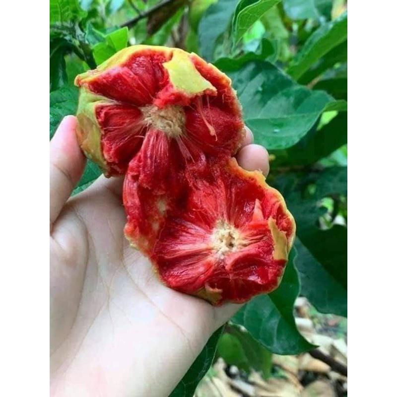 Cây chay ruột đỏ giống