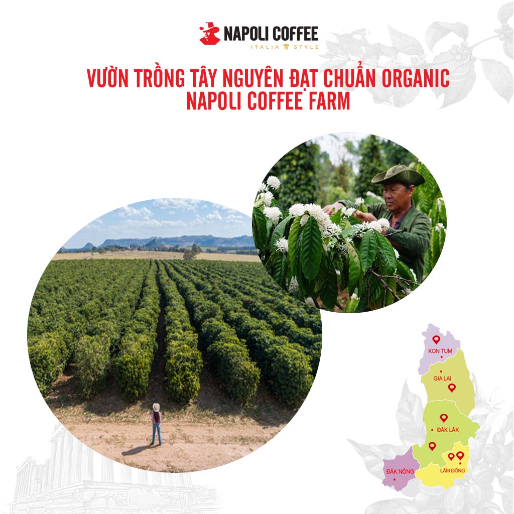 Cà phê hòa tan sữa nóng 3in1 nguyên chất Robusta/Arabica Napoli Coffee hộp lớn (18 gói x 16g)