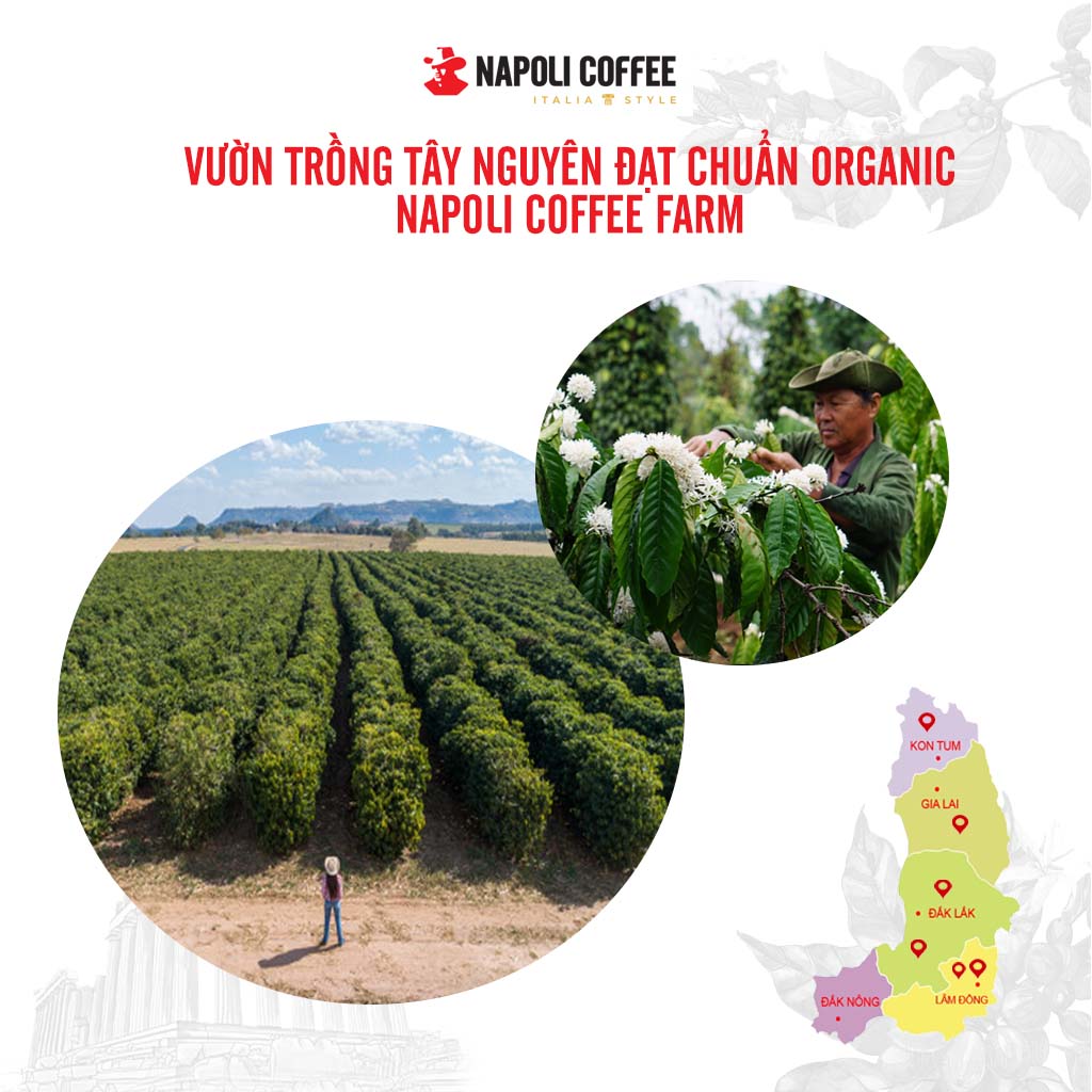 COMBO 2 Túi Cà Phê Sữa Chuyên Uống Nóng và Đá Napoli Coffee - Cafe Hoà Tan 3in1- Cà Phê SẠCH (50 gói x 16g & 35 gói x 22g)