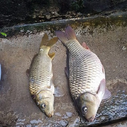 [HIỆU QUẢ] COMBO 2 chai tinh mùi câu cá chép 100 PLUS, thính dụ cá trắm đen chép hương dâu hiệu quả, tinh dầu câu trôi cá trắm, thuoc cau ca chep, mồi câu cá chép nhạy