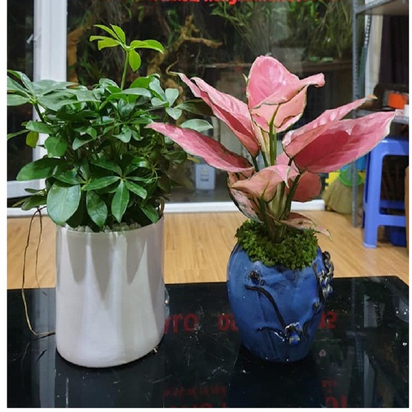 Combo 2 cây Ngũ Gia Bì, Hồng Lộc