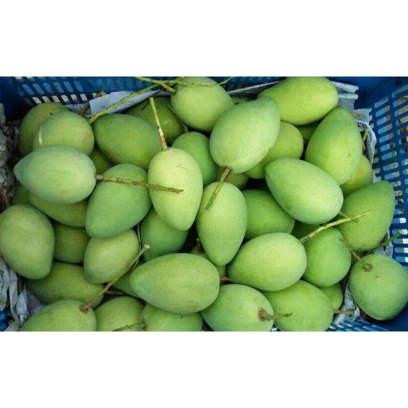 Cây giống Xoài Cát Chu Cao Lãnh CAO HƠN 1M .