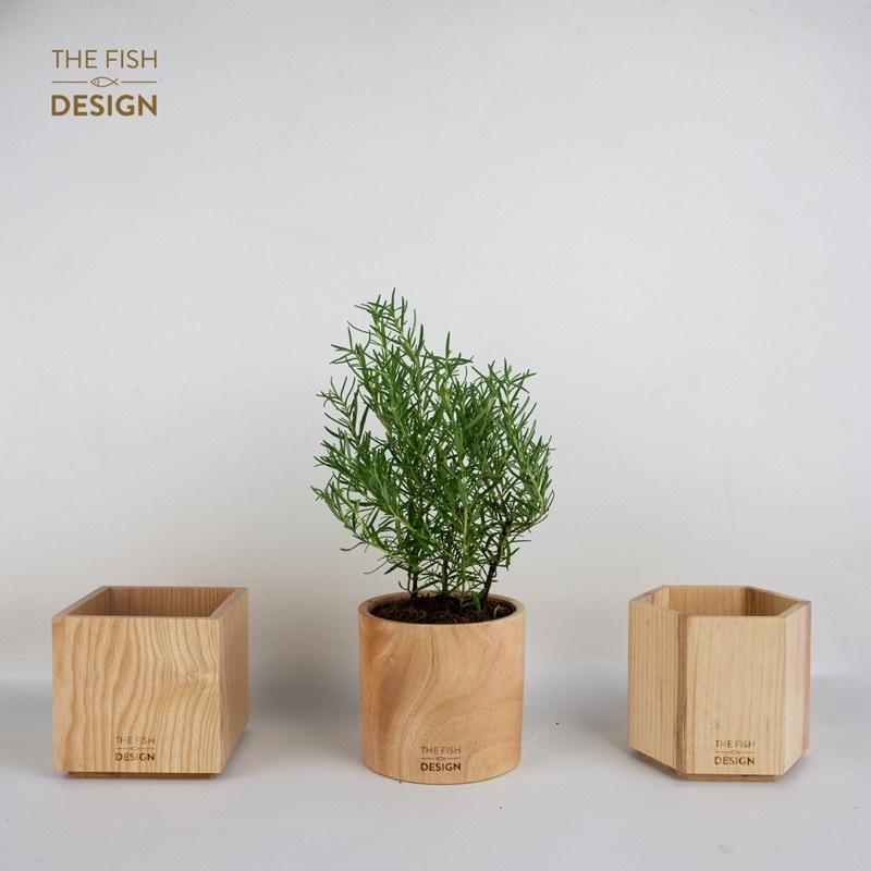Chậu cây hương thảo rosemary cây gia vị mùi hương thơm | The Fish Design size L