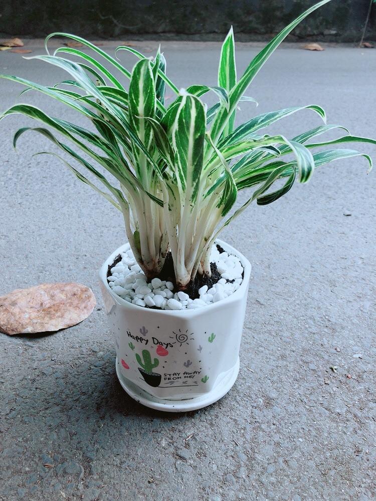 Chậu Cây Giữ Tiền