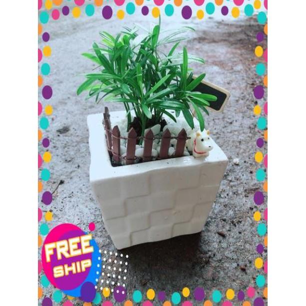 Chậu Tùng Vạn Niên