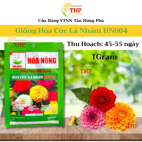 Hạt giống Hoa Cúc Lá Nhám HN004 | Hạt giống | gói 1gr