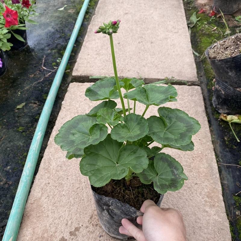 Cây hoa phong lữ thảo màu sắc rực rỡ Hàng nụ non cao 30cm thích hợp trang trí ban công sân vườn