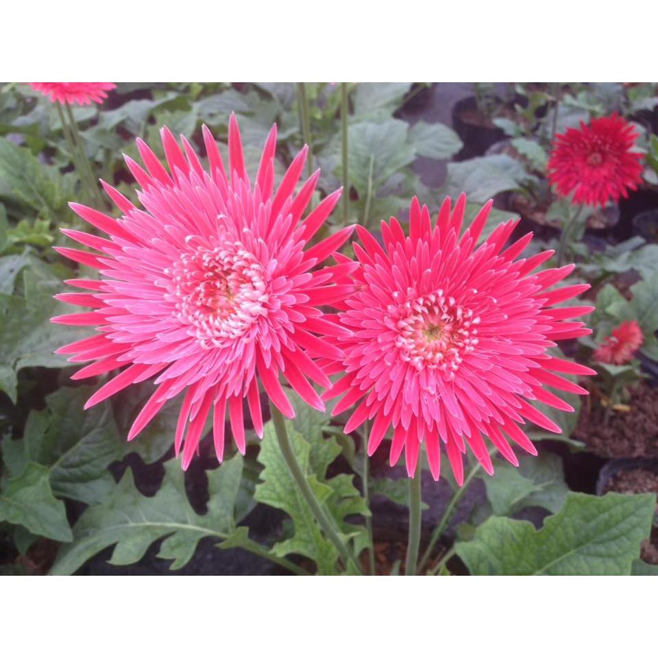 Combo 3 cây giống hoa đồng tiền cổ cánh kép