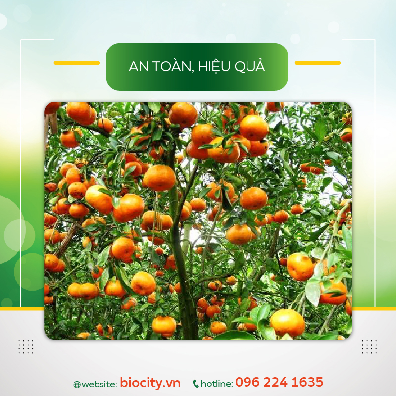 Chế phẩm sinh học tăng hoạt lực, kháng nấm, lưu dẫn nhanh - SODA 100ml