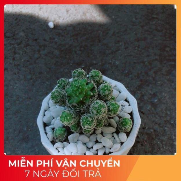 Chậu Xương Rồng Trứng Chim