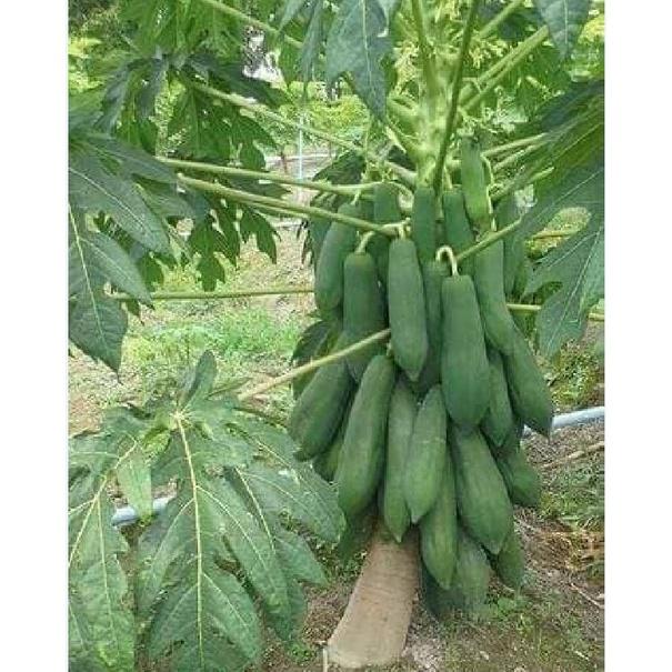 Hạt giống đu đủ ruột gấc ngân lượng F1 KNS392 - Gói 10 hạt