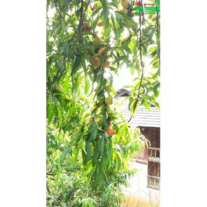 CÂY GIỐNG ĐÀO ĂN MỎ QUẠ SAPA