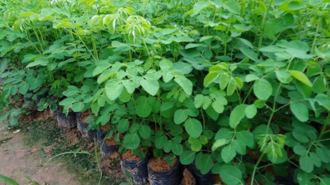 CÂY GIỐNG CHÙM NGÂY