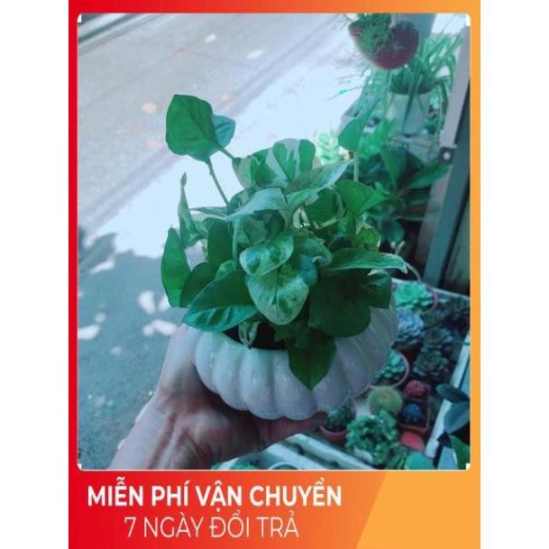 Chậu Trầu Bà Sữa