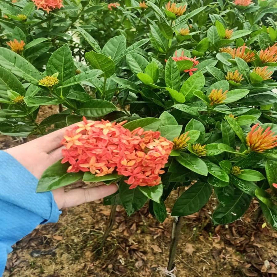 Cây Mẫu Đơn Ta 70cm