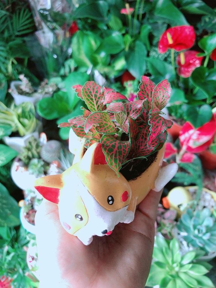 Chậu Cây Cẩm Nhung Đỏ