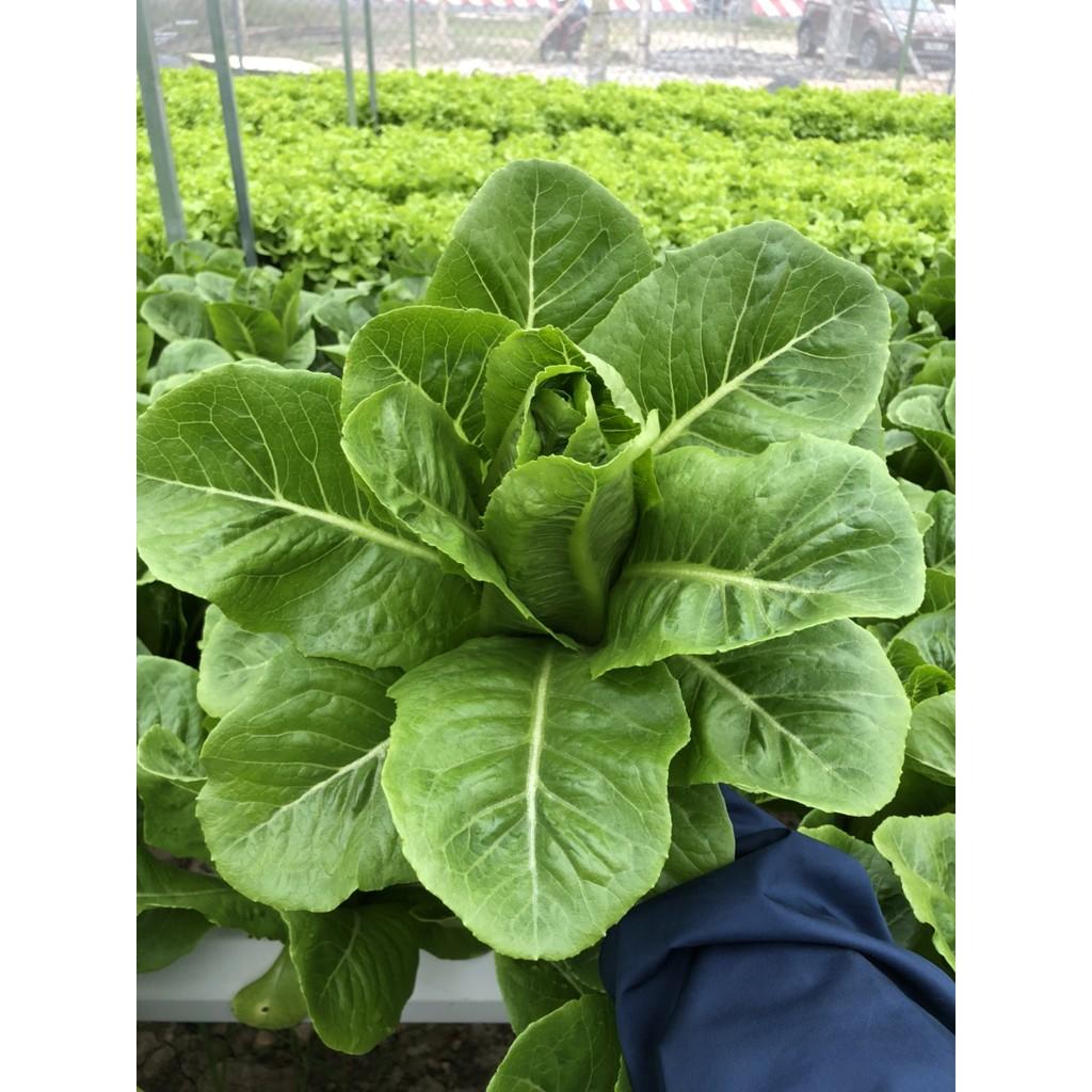 Hạt giống xà lách Romain xanh - 0.2gr/gói