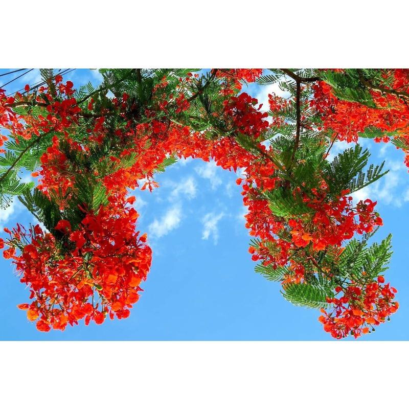 CÂY GIỐNG CÂY HOA PHƯỢNG ĐỎ