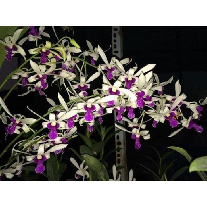 COMBO 3 cây giống DENDRO NẮNG BÀ LIỄU THƠM siêu hoa, hoa siêu thơm