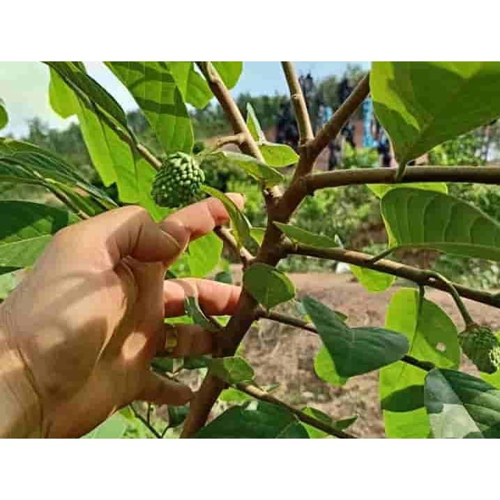 Cây giống na dai thơm ngon trái to