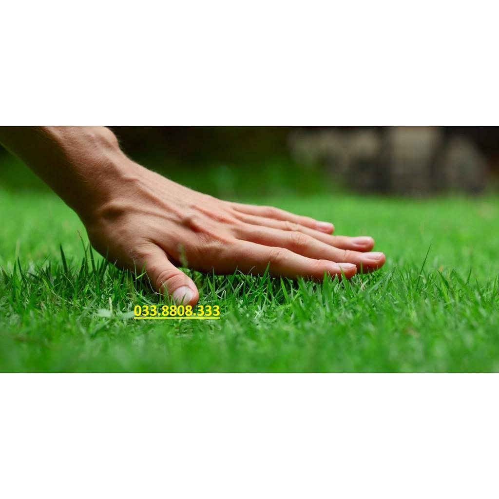 Hạt Giống Cỏ Nhung Nhật - Cỏ Sân Vườn - Hạt Giống Cỏ Thảm - Cỏ Cảnh