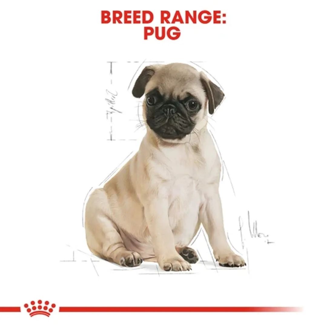 Hạt Khô Dành Cho Chó Pug Từ 2-12 Tháng Tuổi: Royal Canin Pug Puppy