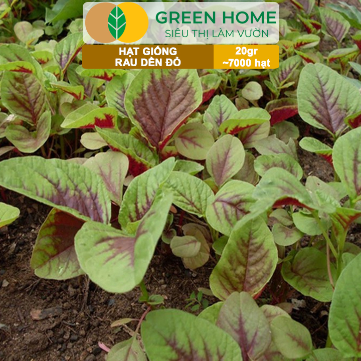 Hạt Giống Rau Dền Đỏ GreenHome, Gói 20gr~7000 hạt, Dễ Trồng Quanh Năm, Thu Hoạch Nhanh R24