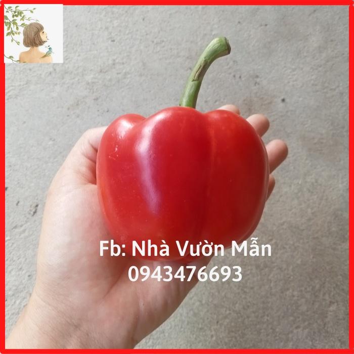 10 Hạt Giống Ớt Chuông Đỏ